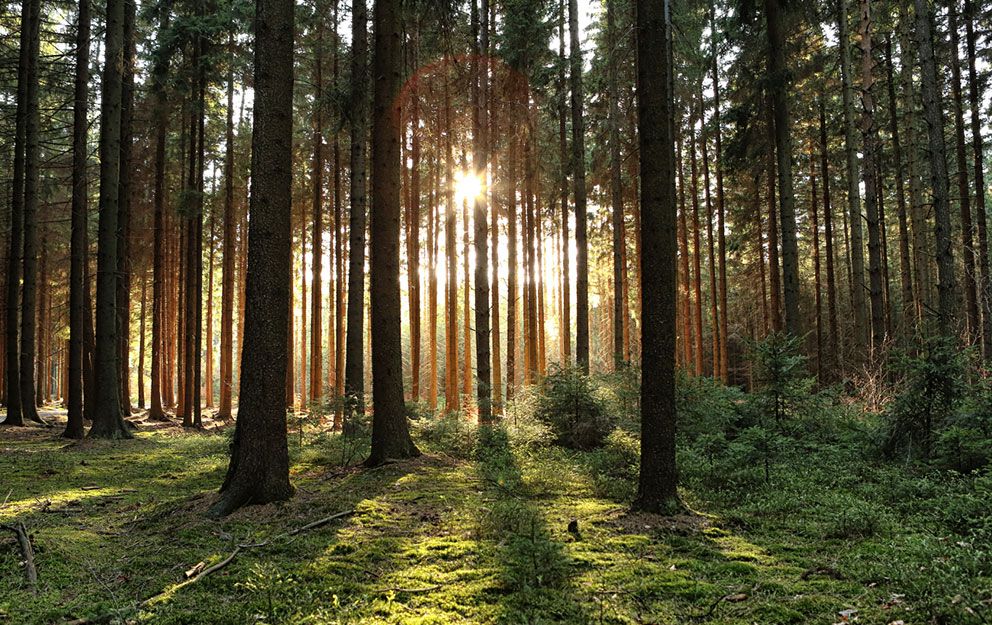 Wald